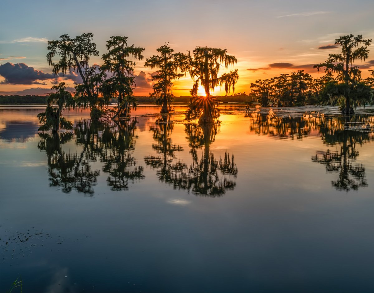 A line of cypress trees are reflected in the shallow water from which they grow with a sunset sky above.