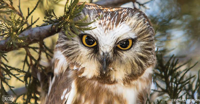 northern saw-whet owl perched in tree