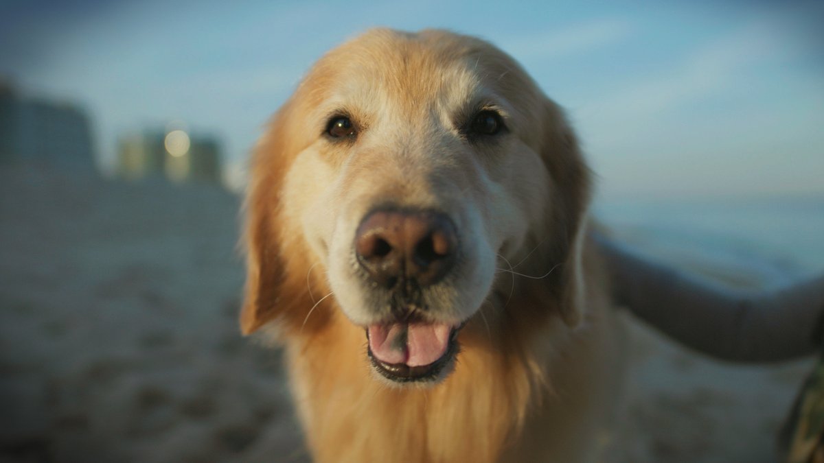 WeatherTech's tweet image. 👀📺 Keep a lookout for the WeatherTech #SuperBowl commercial airing during the 2nd quarter! #PetsMakeaDifference #SBLIV