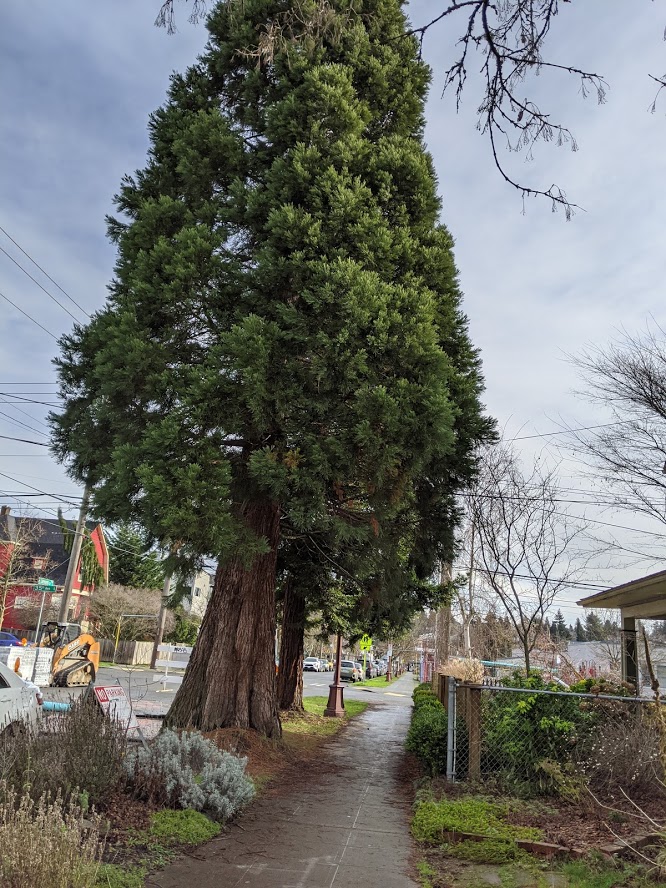 Lovely 50 inch street tree in planting strip. S. Edmonds and 35th Ave S. 