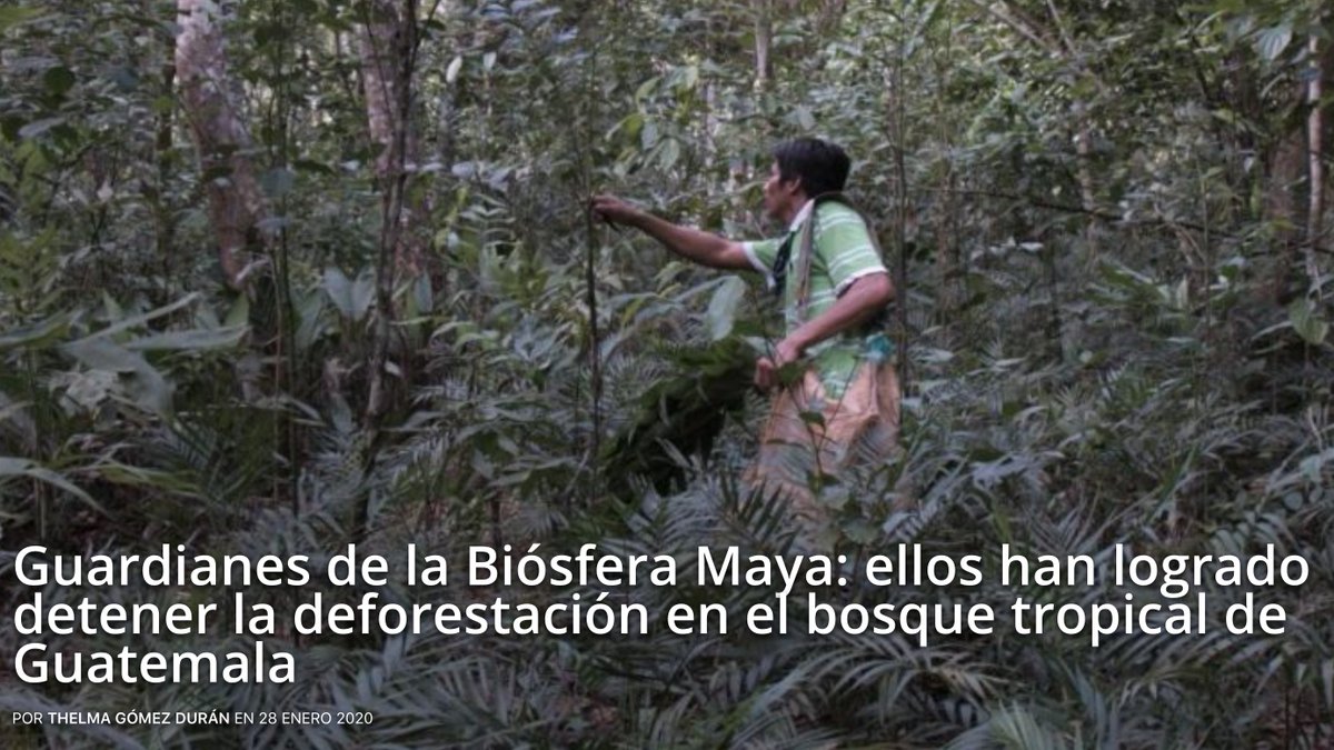 ACOFOP's tweet photo. Reportaje de @MongabayLatam: Comunidades de Petén apostaron por el manejo forestal sustentable y son reconocidas por su exitoso modelo de conservación y desarrollo. La continuidad de las concesiones es una tarea que tiene ante sí el gobierno de Alejandro Giammattei #Guatemala https://t.co/xvpwv2EBfB