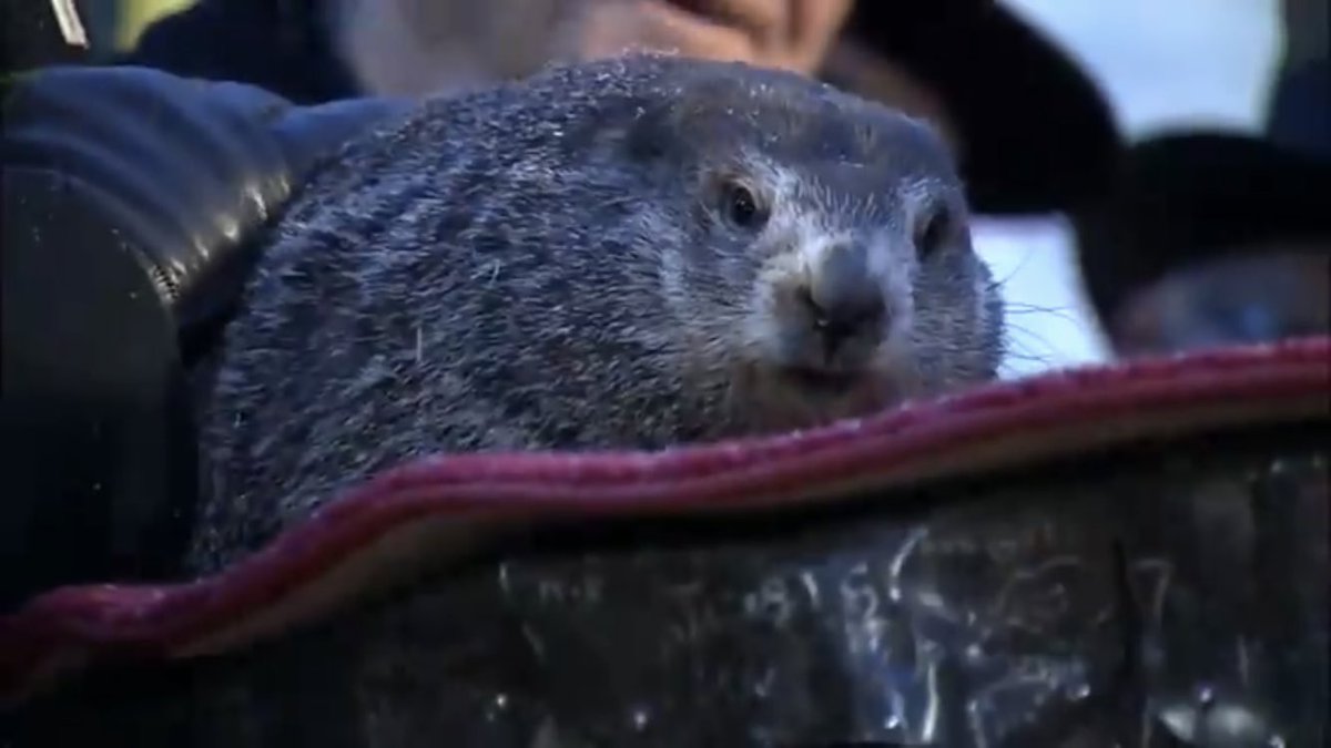 TheVeronicaT's tweet photo. Happy Groundhog’s Day 02/02/2020! This day marks the midpoint between the solstice and equinox, a day when seeds begin to sprout waaaay underground. Let your creativity be the seed that starts to grow! #GroundhogDay #PalindromeDay https://t.co/1ebw597soV