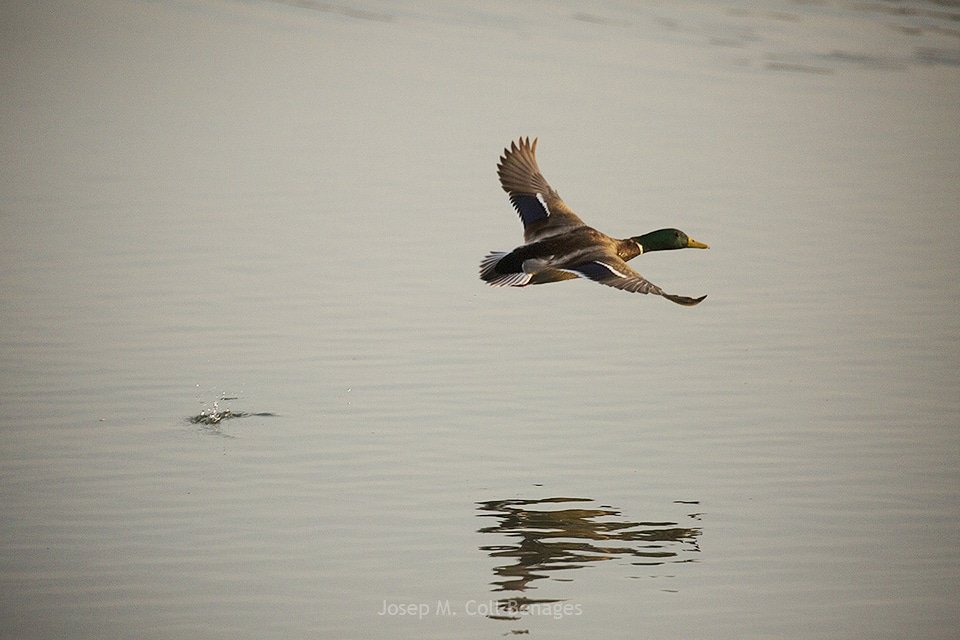 Dia Mundial de les Zones Humides.
Aiguamolls de l'Empordà