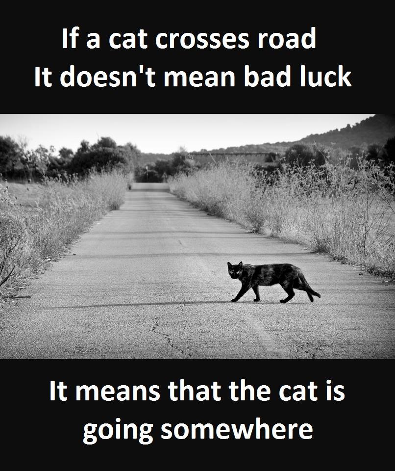 thevegansnuts's tweet photo. Black cats have important cat shit to do, the only way you'd get bad luck is if you're crossing the road too busy watching this cat and you get knocked over lmao🖤😂🤣😝🐱 #blackcats #cats #notbadluck 🤘🏽I love black cats🖤🖤🖤🐱 https://t.co/QukifYAkvp
