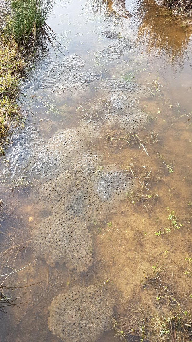CoombeKeynes10K's tweet photo. Ran part of the 10K course this morning and it's so wet there's now frog spawn on the track. I've had enough of mud this winter, but it's always great to see frog spawn and a reminder that spring will come. There won't be frog spawn on the course in June!

https://t.co/dcDtsFw2ai https://t.co/CsorG5Kfmt