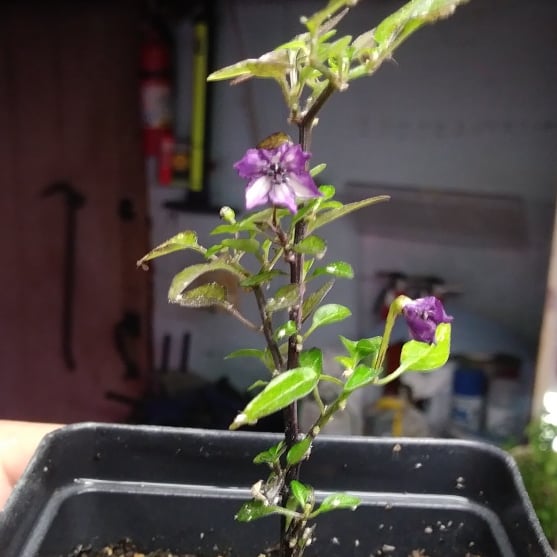 Small pepper plant with two purple & white flowers.