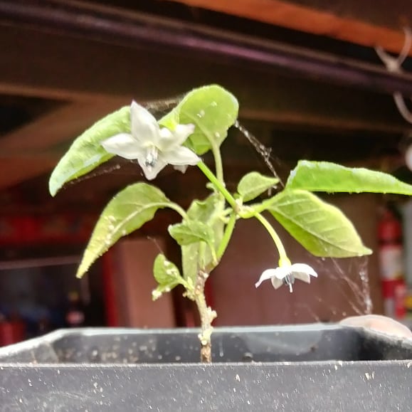 Small pepper plant with two white flowers.