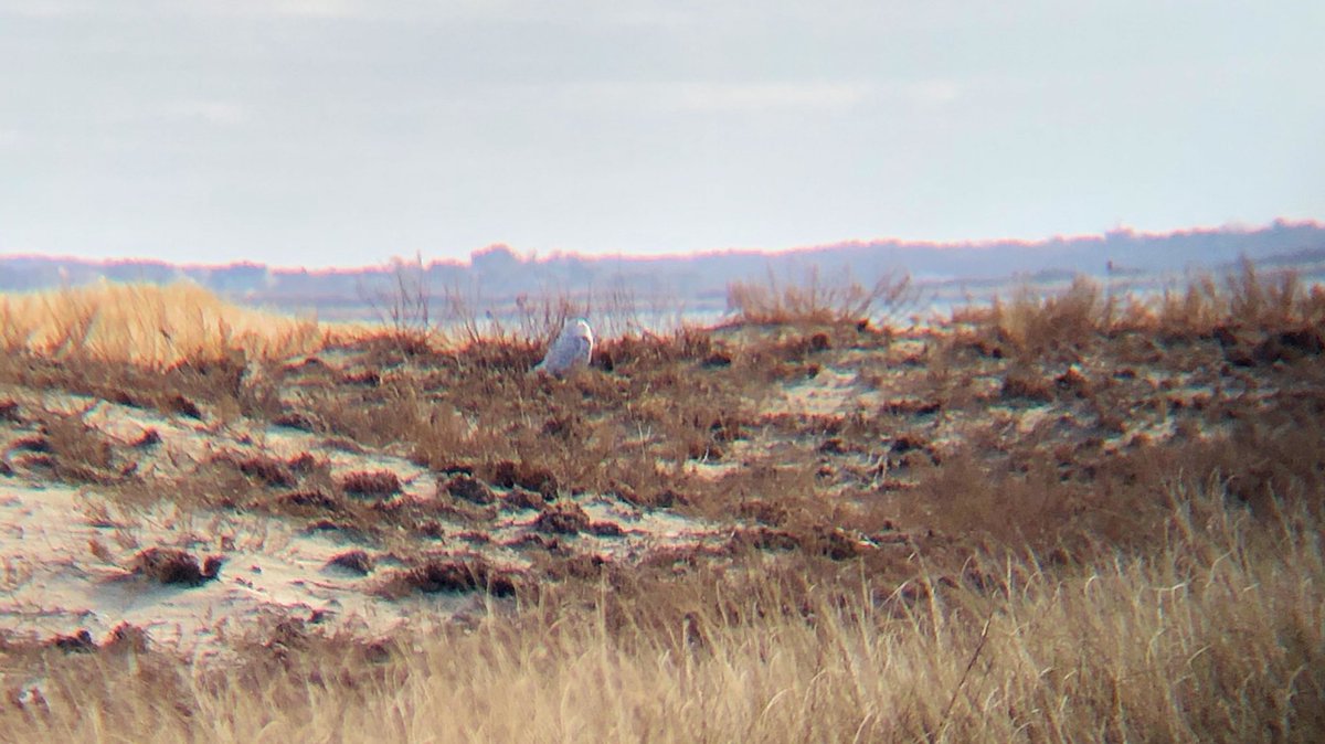 ATPsciencegirl's tweet photo. Happened upon a snowy owl during field work the other day. So beautiful, and a #birding #buckletlist checked off! 

#birdtwitter #hedwigisthatyou https://t.co/YhnIHR1pzo