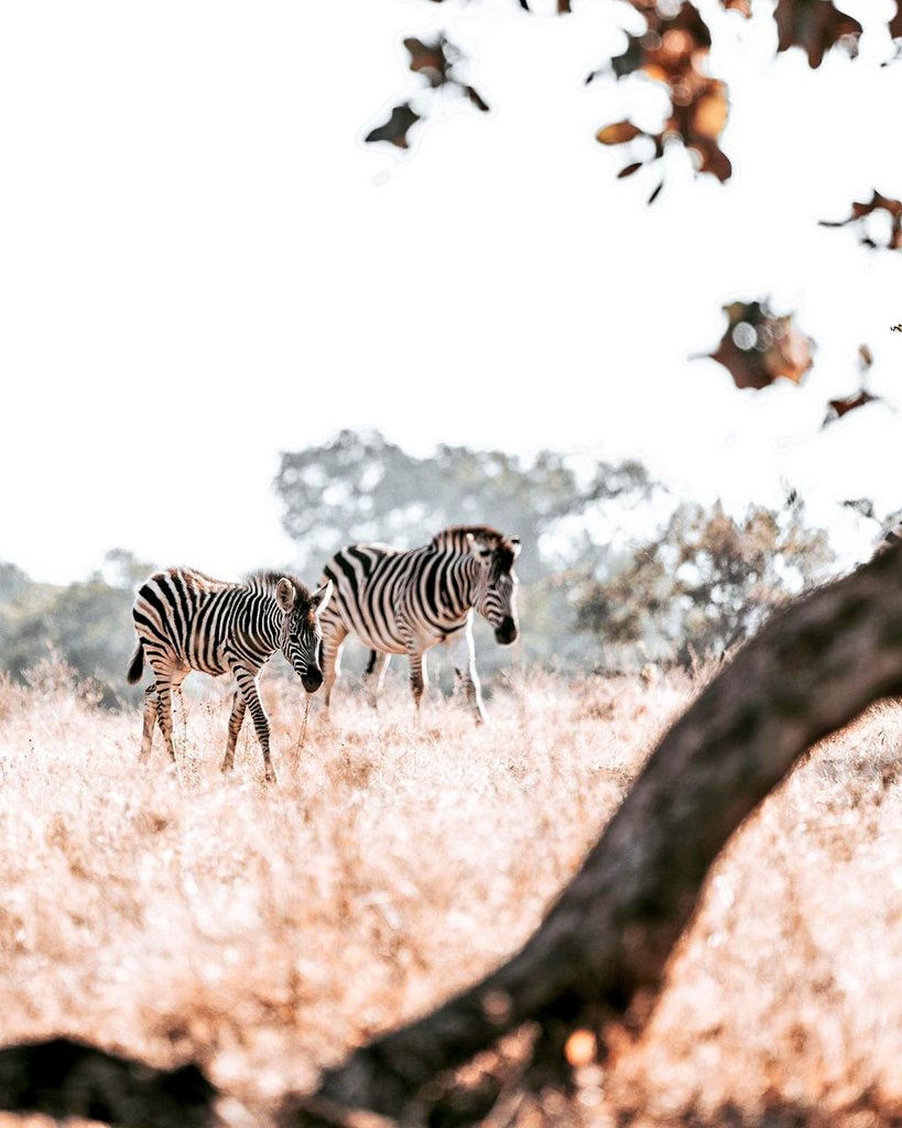 On Friday we celebrated #InternationalZebraDay! Did you know ech zebra has a totally unique pattern of black &amp; white stripes? Zebras ARE actually black with white stripes! In the womb, zebras are black &amp; develop their own, unique white stripes over time. 🦓 
📷: #melissabrownza