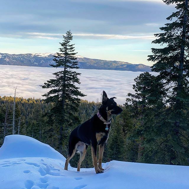 JbatesSf's tweet photo. ...”May your trails be crooked, winding, lonesome, dangerous, leading to the most amazing view. May your mountains rise into and above the clouds.” - Edward Abbey
.
.
.
.
.
.
.
#busyliving #tahoe #tahoeLife #takeAhike #dogLife #carnelianBay https://t.co/fZXNKm3pdJ https://t.co/Z6BzqZ8EIe
