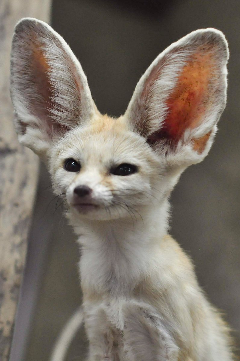 2018年9月10日 長崎バイオパーク ©︎2020 higakako