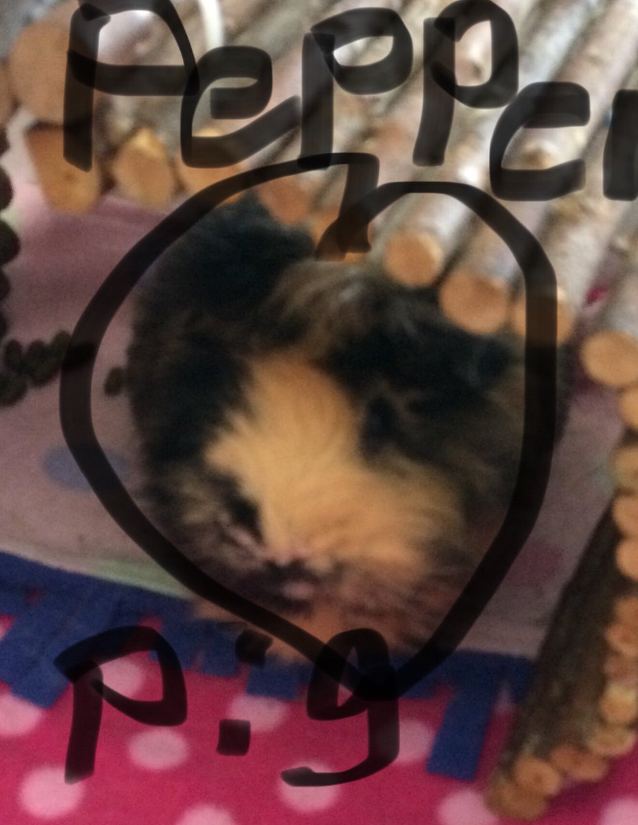 #guineapig #sunday