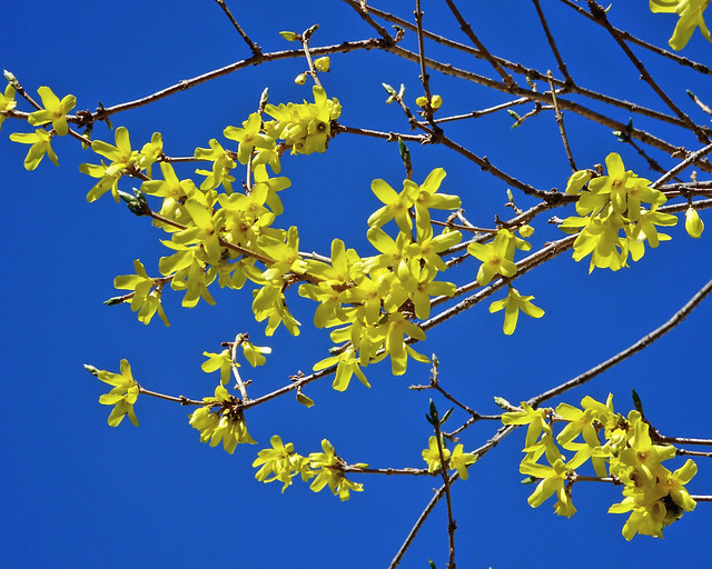 Forsythia branches in bloom against a blue sky.