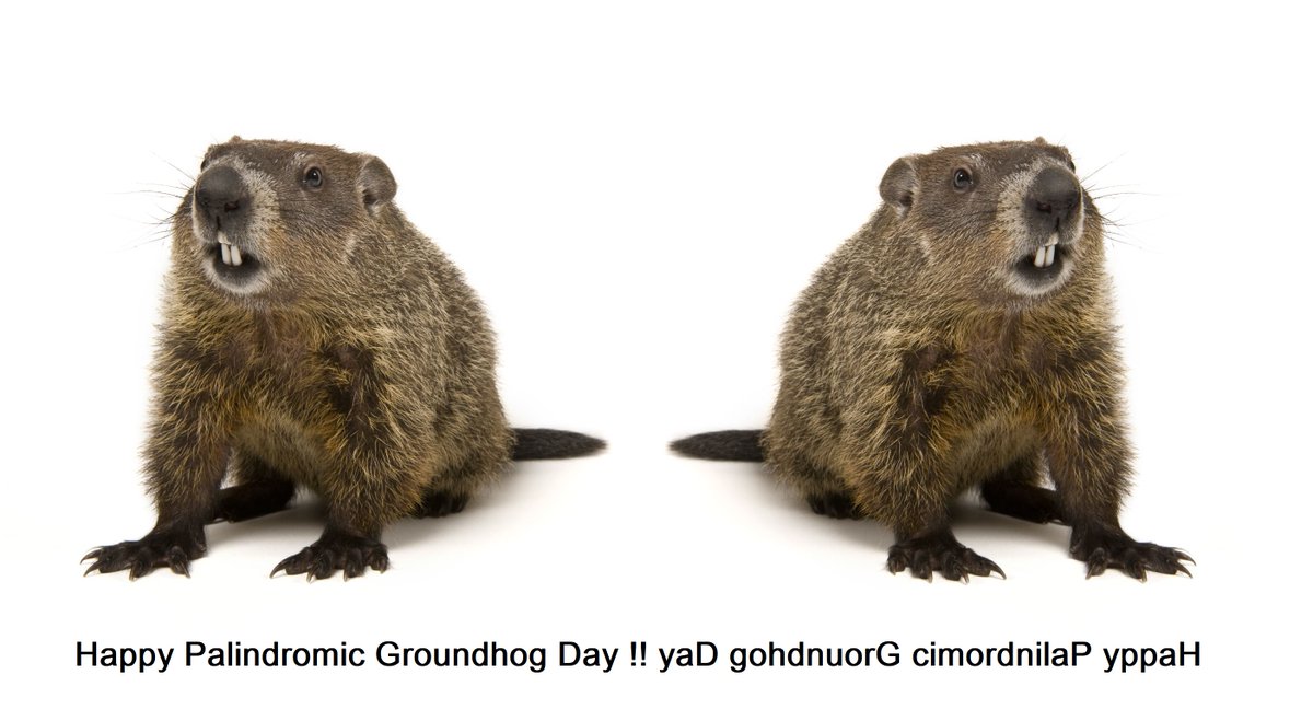 Happy Palindromic Groundhog Day !! yaD gohdnuorG cimordnilaP yppaH    #PalindromeDay #GroundhogDay2020