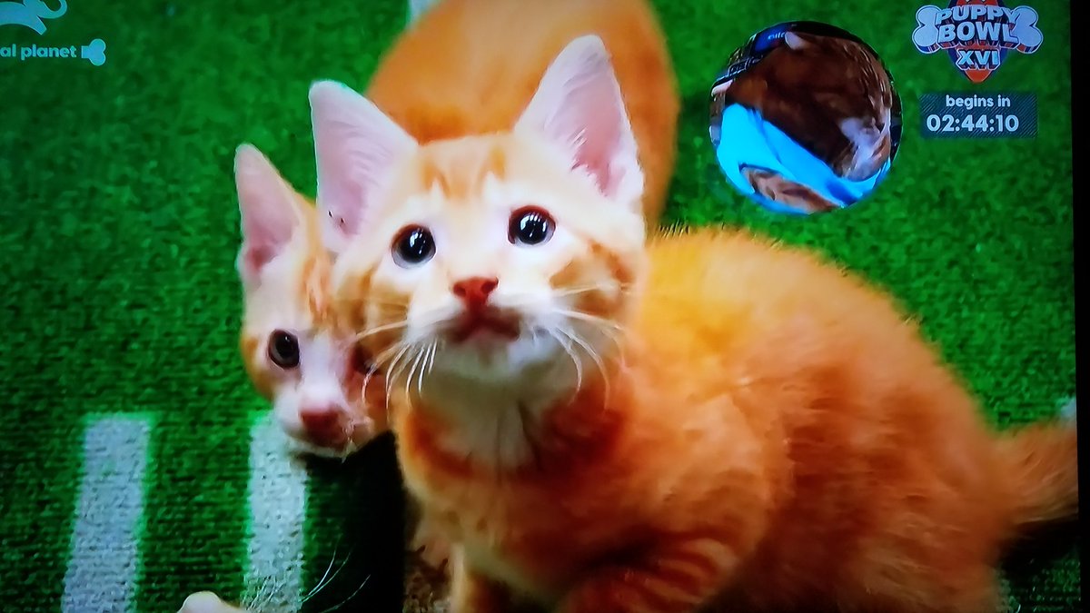 breakfastgang's tweet photo. Best day on TV all year ❤😻 Best of #kittyhalftimeshow and #Kittenbowl @KittenBowlTV https://t.co/0KZKdUKRdx