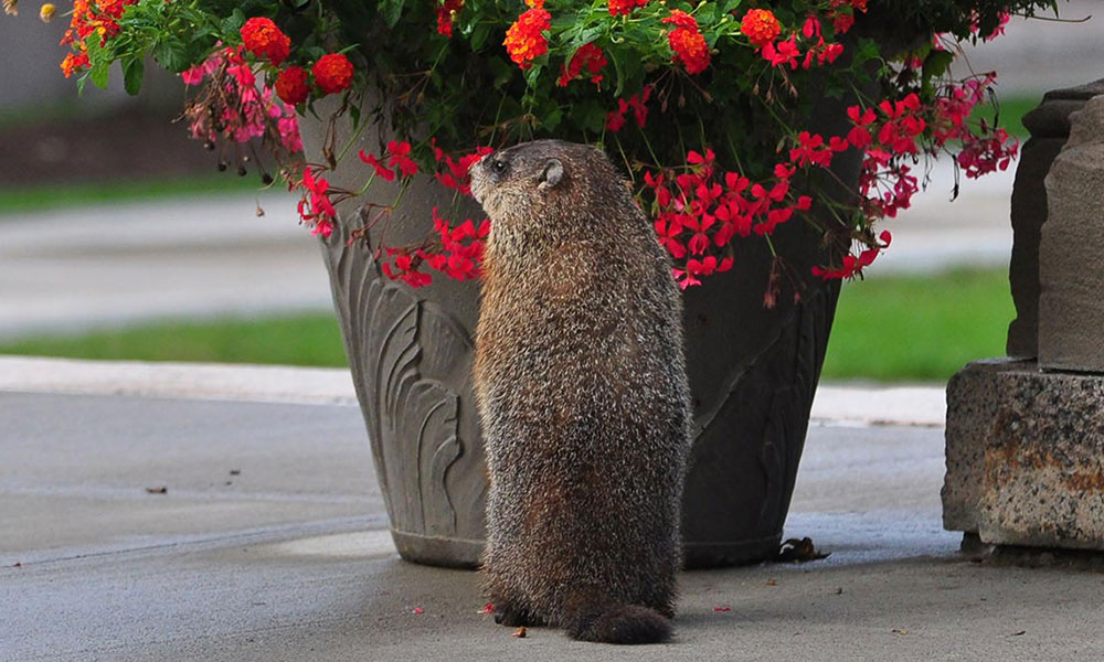 Groundhog stands on its hind legs in front of a pot filled with red flowers.