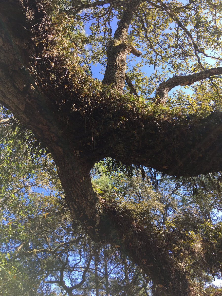 sjautry's tweet photo. Beautiful day at Johnson Pond in the #withlacoochee State Forest! Resurrection ferns were in full show. IMS Outsiders have their first meeting tomorrow, 2/3 2:30-4:30, my room - 302! See you there! Let’s #takeahike ☺️ https://t.co/4BPb4Gp6v5