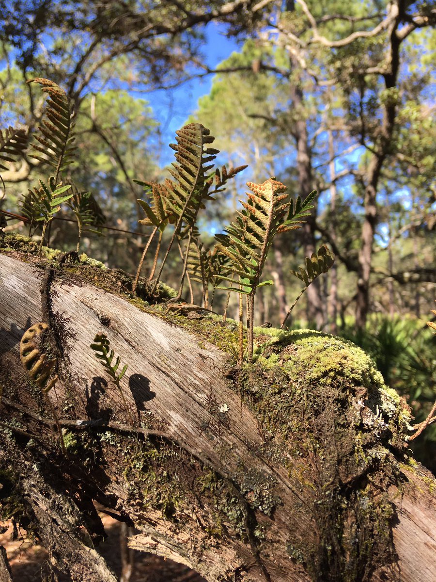 sjautry's tweet photo. Beautiful day at Johnson Pond in the #withlacoochee State Forest! Resurrection ferns were in full show. IMS Outsiders have their first meeting tomorrow, 2/3 2:30-4:30, my room - 302! See you there! Let’s #takeahike ☺️ https://t.co/4BPb4Gp6v5