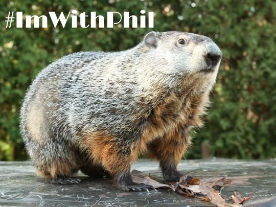 KristiMStahr's tweet photo. SPRING IS COMING!! 🌼🌳🌷 #ImWithPhil 
#PunxsutawneyPhil #GroundhogDay2020 https://t.co/axoF16li8N