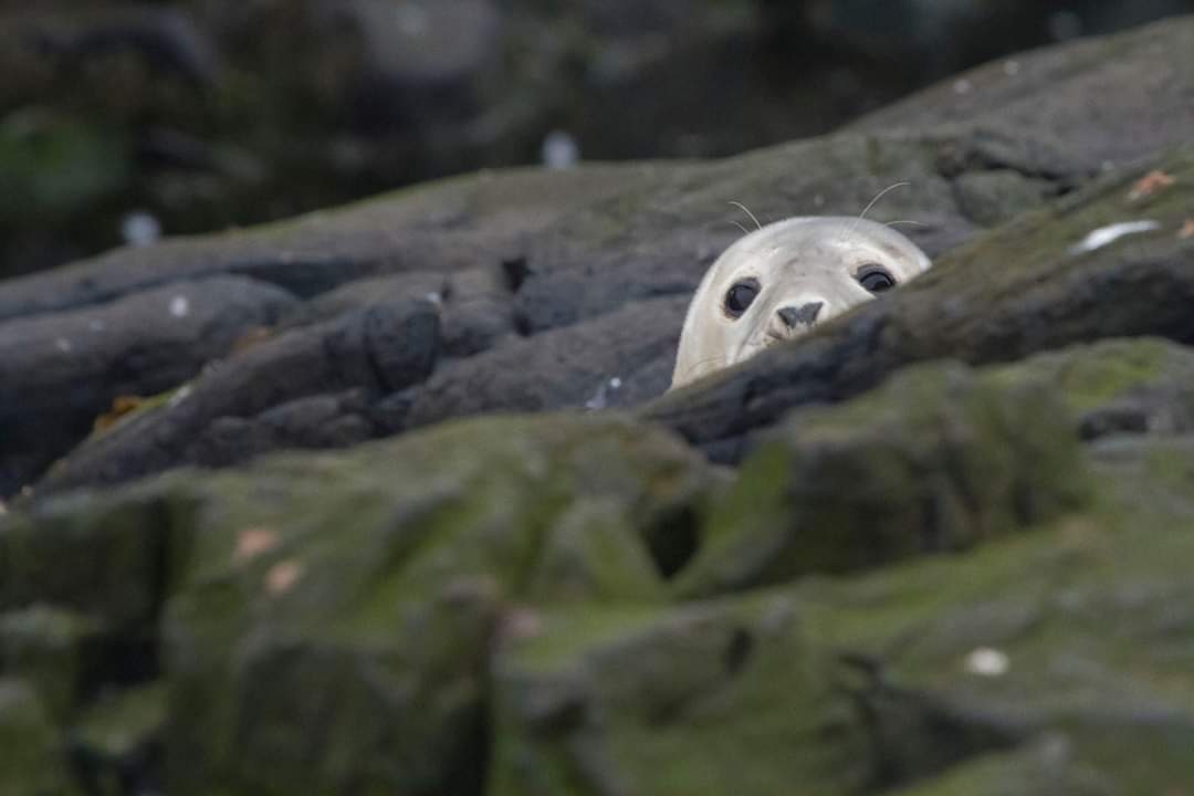 Head of a grey seal peeking out from behind rocks.