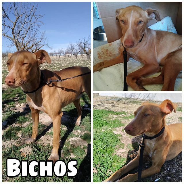 🆘Hace unos dias os pediamos ayuda para este podenco, el viernes se operó, suerte que acudimos ya, tenia una torsión testicular, rabiaba de dolor 😖 😫Esta en los huesos, y no sabemos cuanto llevaba asi...y no podiamos dejarlo tampoco... De momento está… ift.tt/37RTfIp