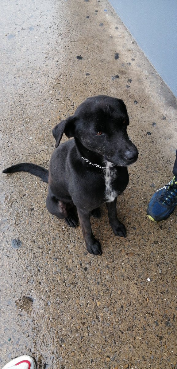 09DaniGc's tweet photo. Holaaa! Me acabo de encontrar a este perro en Cartago y tiene un collar con el nombre de Gooffy, anda por la paradas de Tierra Blanca y Cot, RT para encontrar a su familia por faaaa 🥺💔 https://t.co/H8icg2i90N