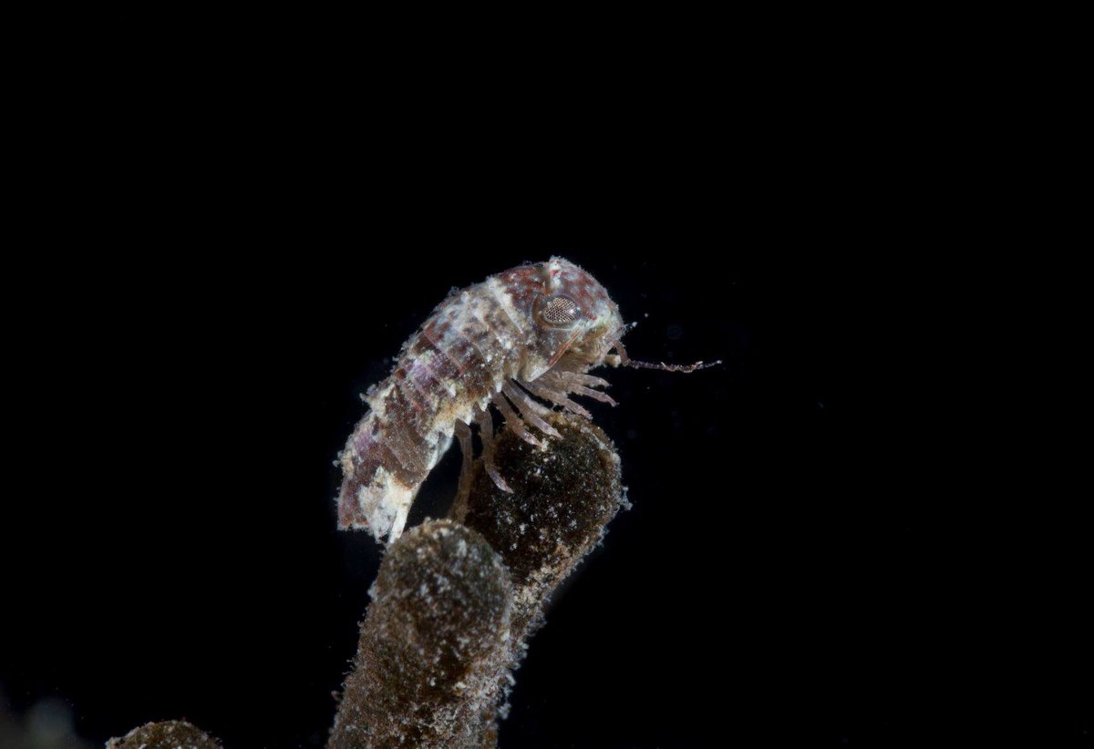 SteveTrewhella1's tweet photo. Some lovely macro subjects in Portland harbour today #caprellid #isopod #isopods #macrophotography #underwaterphotography #Dorset #othreeltd #nauticam https://t.co/20p7grlwjV