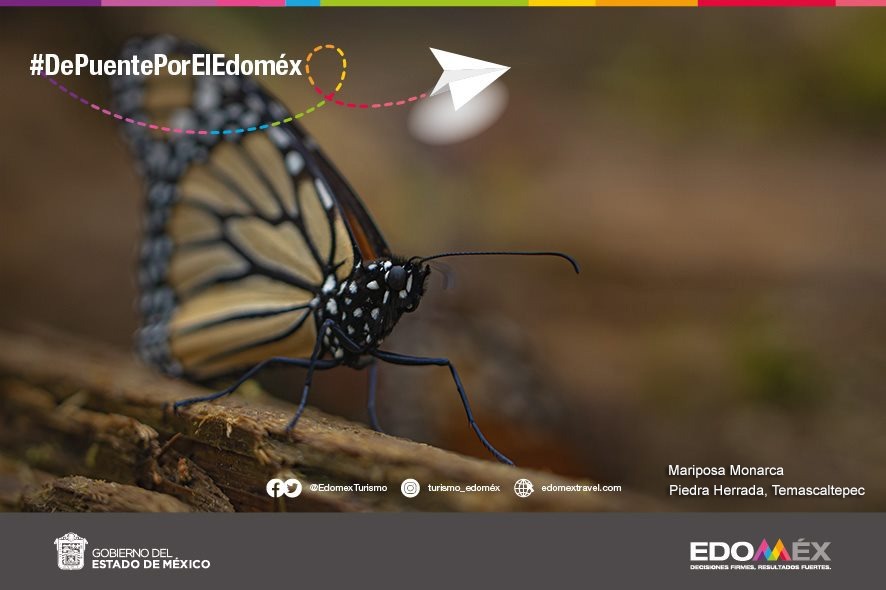 Edomex's tweet photo. Piedra Herrada en Temascaltepec, es uno de los tres santuarios de la Mariposa Monarca en la entidad. ¡Ven a disfrutar de este maravilloso espectáculo natural!
🦋#DePuentePorElEdoméx. https://t.co/UHnO9dHESa