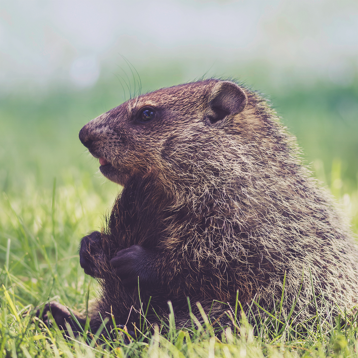 melliewackly's tweet photo. It's funny that we count on a rodent that spends most of its time asleep underground to tell us about the weather above it. Just goes to show, no one can really predict the future. Luckily, you can at least be prepared for it. Give me a call today….oh and happy Groundhog's Day. https://t.co/OoRvsVZ5rg