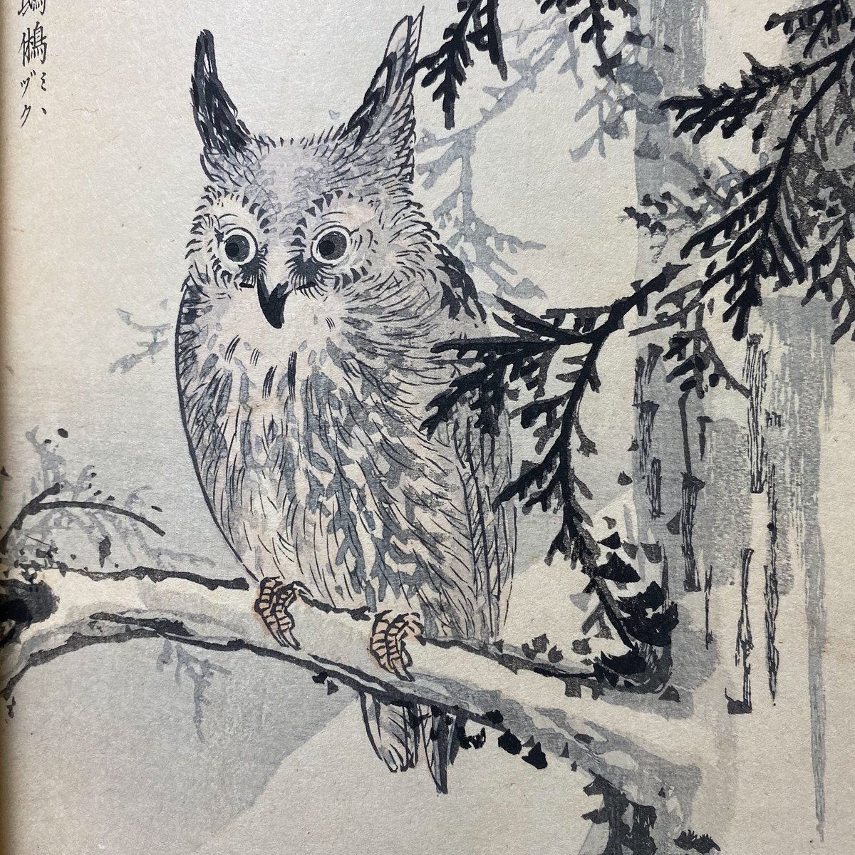 Japanese woodblock print of a surprised looking owl sitting on a tree branch.