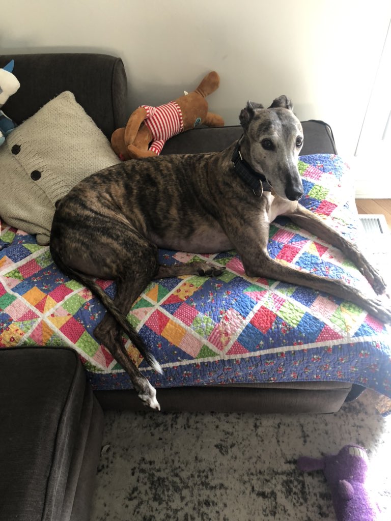 MatthewSaidel's tweet photo. Why have you taken me to this strange city?

#greyhound #greyhoundsofchicago https://t.co/w7u3bcxH6q
