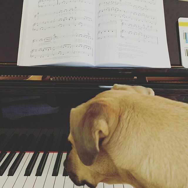 Brewstress's tweet photo. Honestly not mad at this scenario at all. Re-learning piano back from the childhood days with my ride or die on accompaniment. #heybeaubutt #georgejones #prettypianer #happysunday https://t.co/YcEdsgoPCp https://t.co/Ng5TJLI9Iw