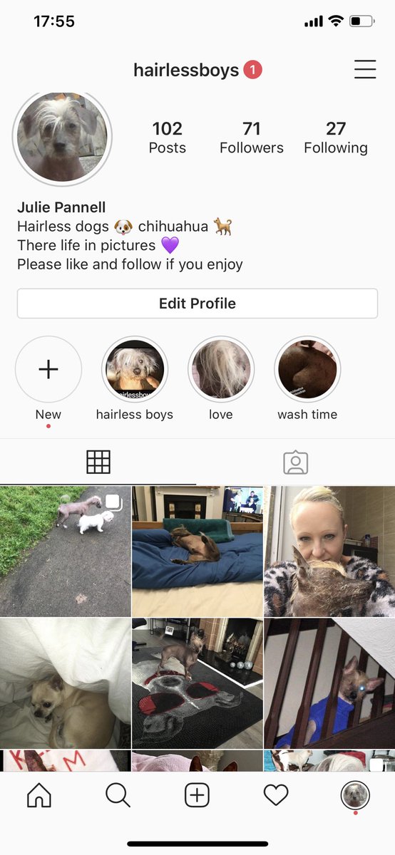 juloof1's tweet photo. Love hairless dogs then please follow my Instagram page
#hairlessdogs #hairlessdog #dogs #chinesecresteddogs https://t.co/7ZC0CG2RKF