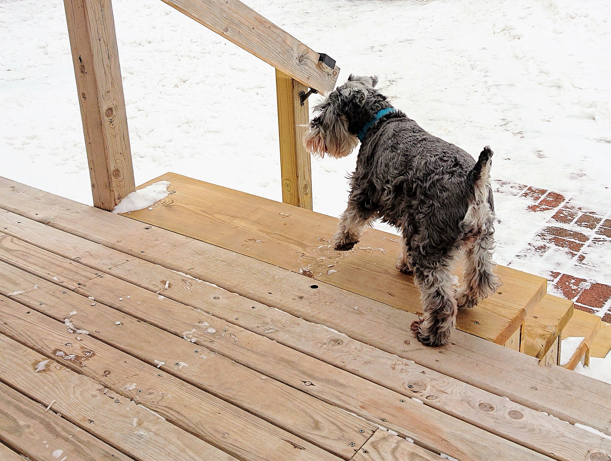 gambles miniature schnauzers