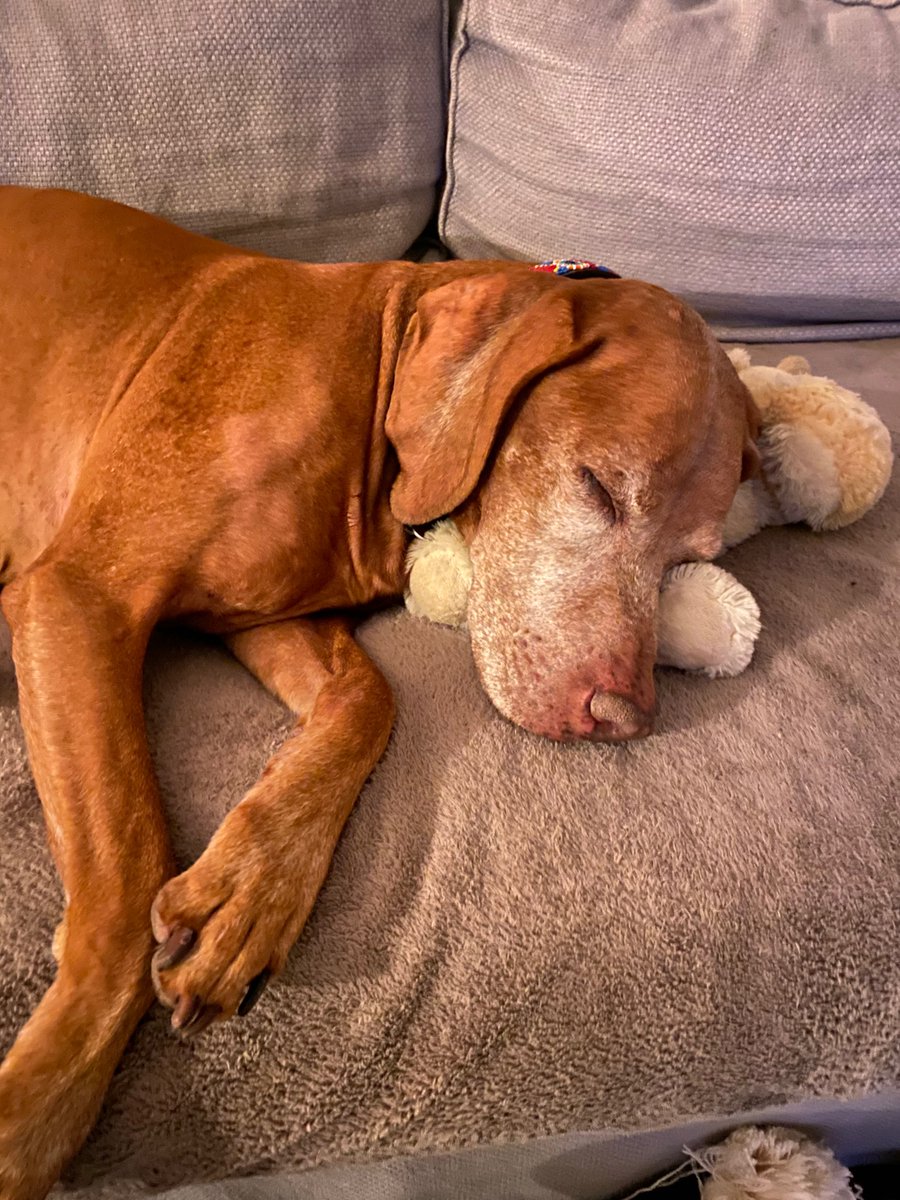 Napping before the Puppy Bowl — THE event of the year!
•
What a beautiful photo by Lili Tucker 😍 
•
•
•
•
•
•
•
•
#winter #doggo #cute #puppy #fun #love #vizsla #playful #wizsmart #petix #dogtraining #excited #doglover #sleepy #tired #naptime #sweetdreams