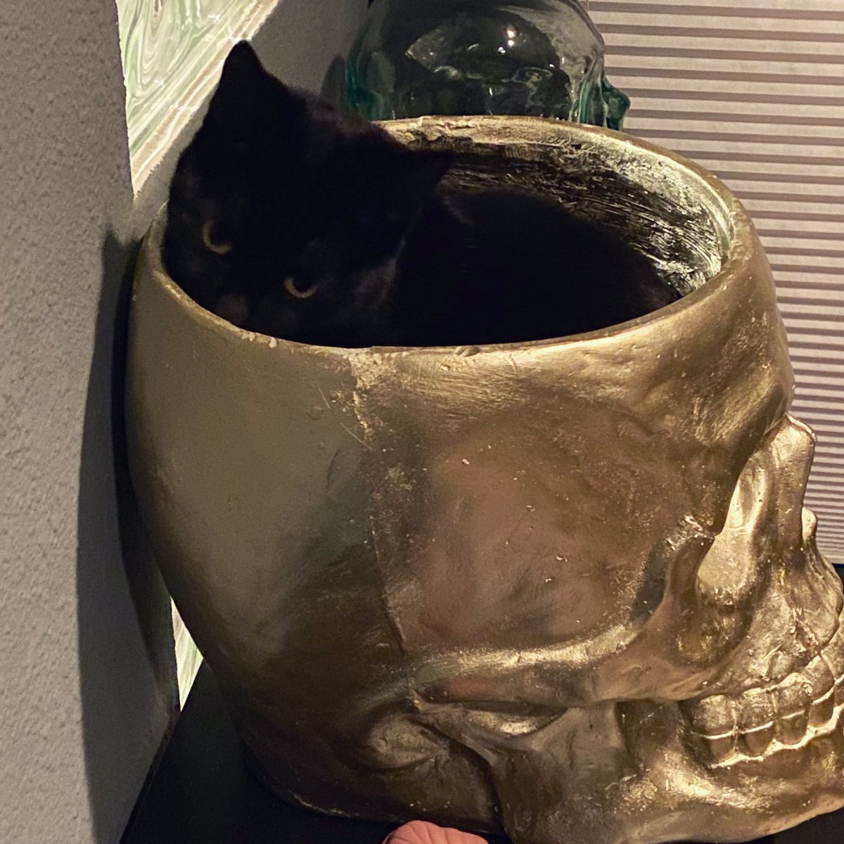 a closeup of blueberry peeking out of the skull. she looks powerful.