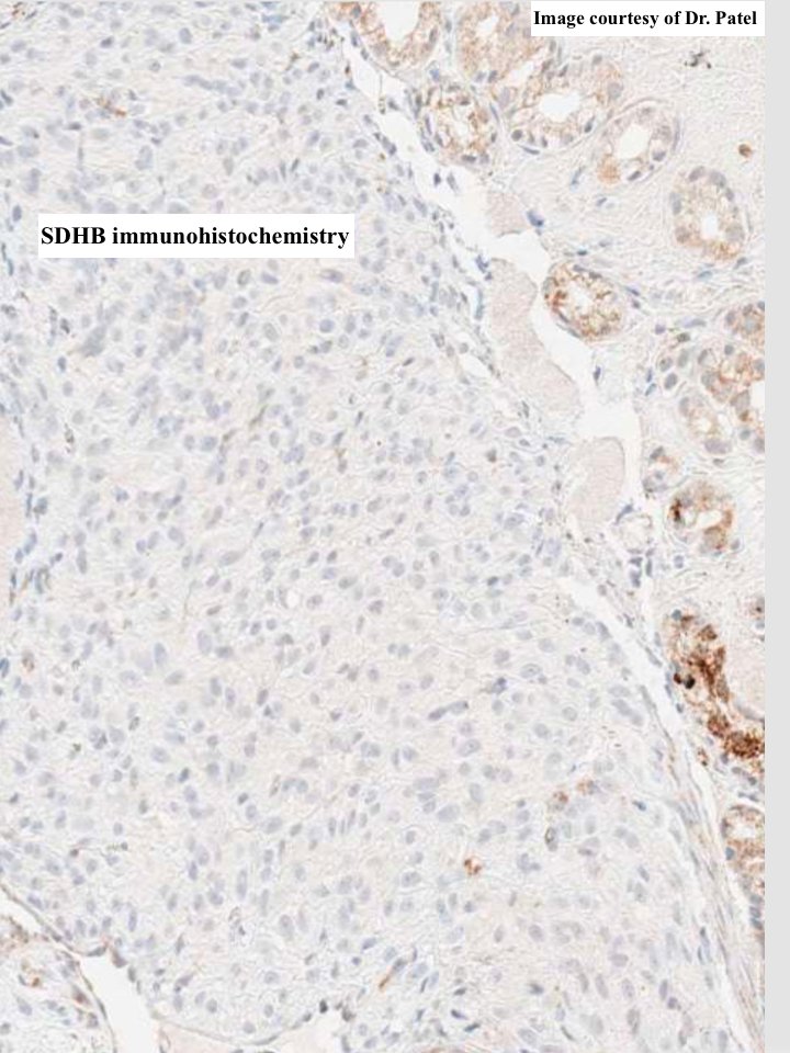 South Bay Pathology tweet media