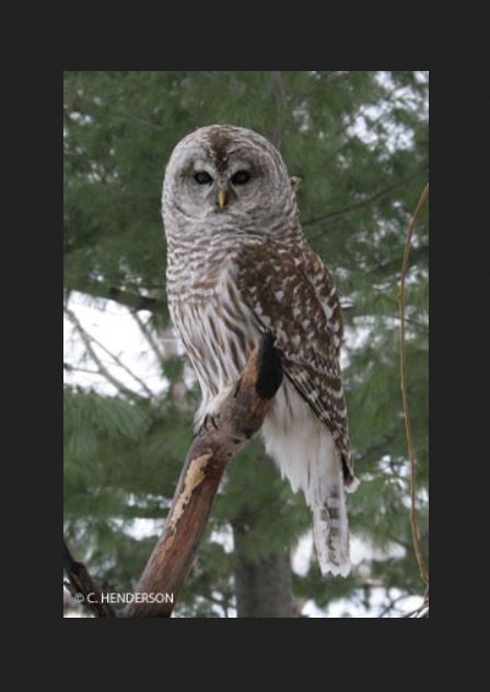 Image of a barrel down in a tree.