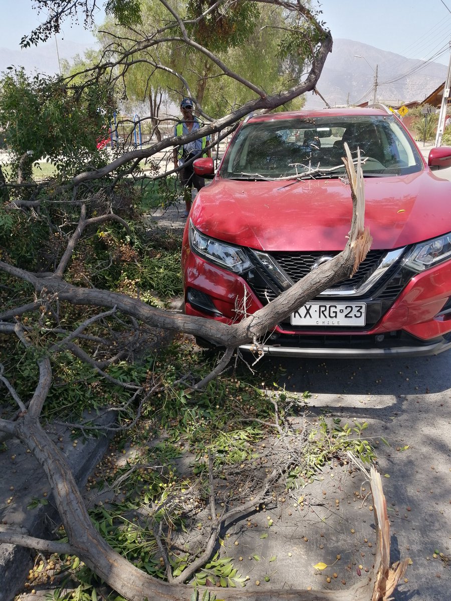 ArcosNorte's tweet photo. Seguimos con problemas con nuestros POCOS  árboles en la plaza central,  menos mal que no paso a mayores @Ntapiagurto  @MuniLaFlorida @rodolfocarter  #VILLALOSARCOS https://t.co/2oAJjaDQh1