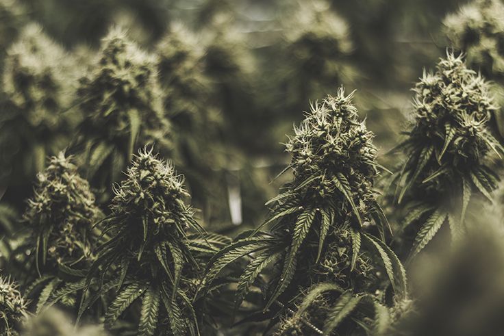 CBTmag's tweet photo. The global cannabis market is expected to hit $42.7 billion by 2024, according to an updated report from Arcview Group and BDS Analytics: https://t.co/xb04m7LuzF https://t.co/Tjm1u4criA