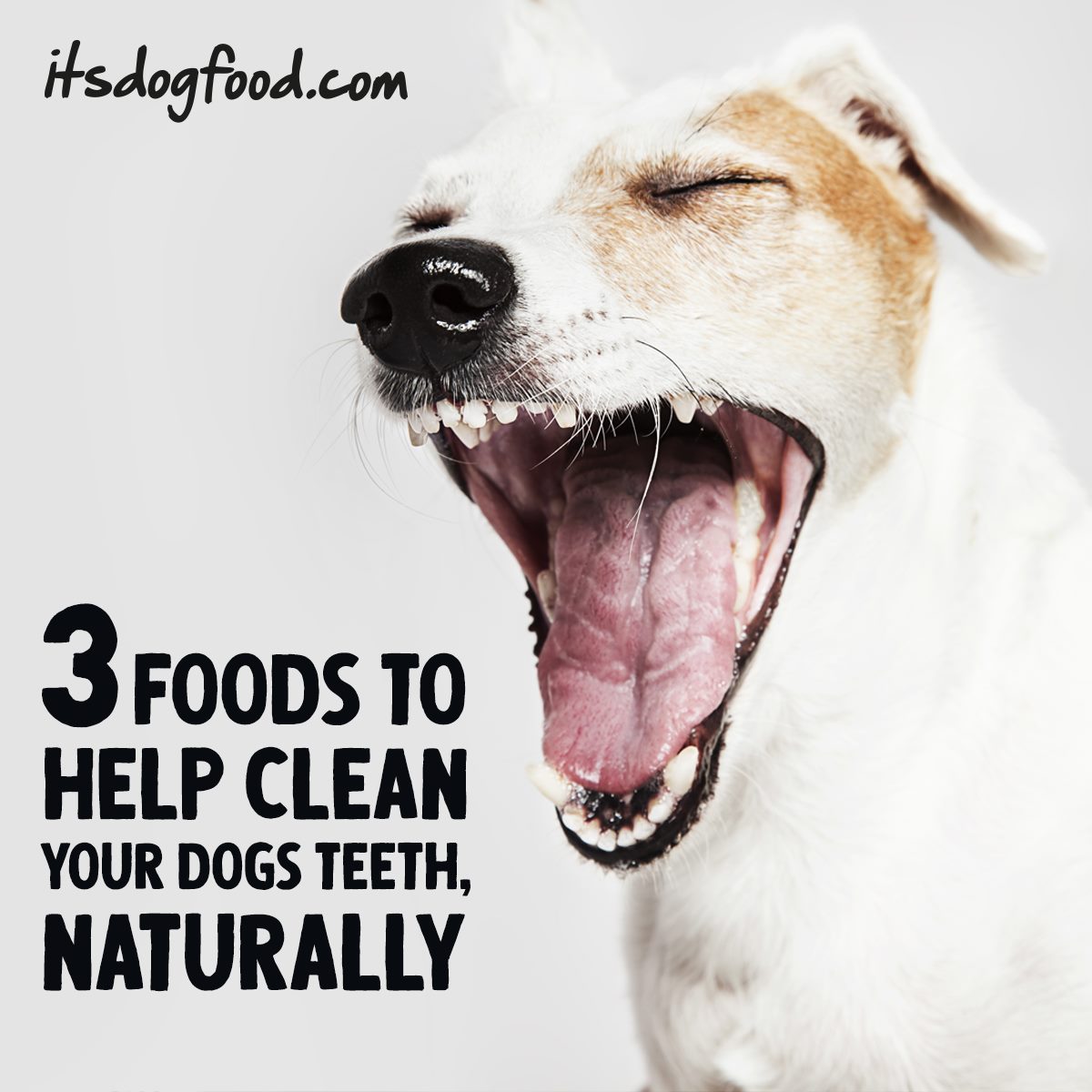 How Can I Clean My Dogs Mouth