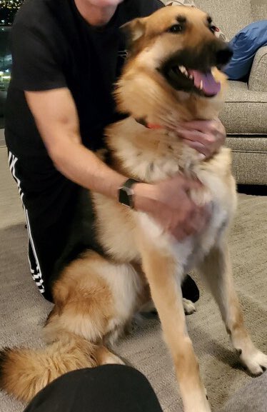 Very happy to be working with Vegas Shepherd Rescue as a temporary foster home.  Spent the last 3 days with Dylan; looks like he’s getting adopted today!  A great dog...many more like him deserving a permanent home.  #vegasdogrescue #GermanShepherd