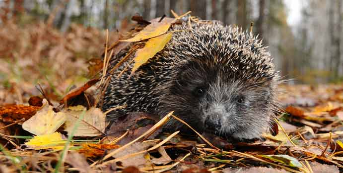 ThePeterBelton's tweet photo. Came across this great article about how to encourage #Hedgehogs in your garden. Click to read the article β‘οΈ https://t.co/fH5bkuIfsa
#HelpHedgehogs #HelpingHedgehogs https://t.co/rSy1DjWn9p