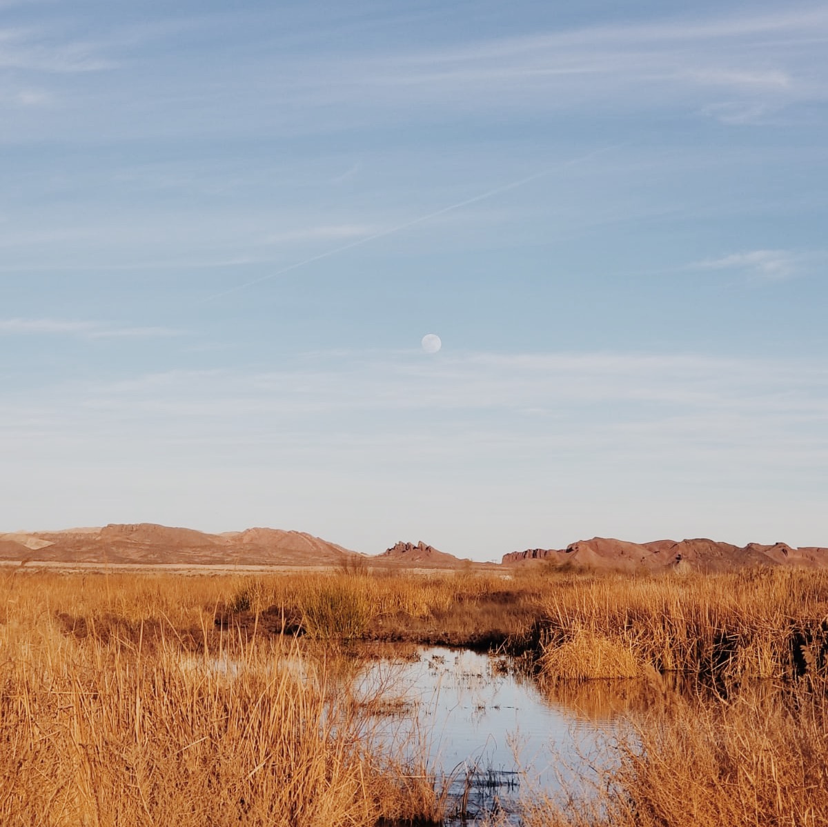 minimalmarket's tweet photo. Today we celebrate World Wetlands day! A day dedicated to the protection and promotion of biodiverse ecosystems that support wildlife and sustainable conservation of natural resources. What a great day to be grateful for own Oasis in the desert- the Clark County Wetlands Park. https://t.co/qwMmYhCVHm