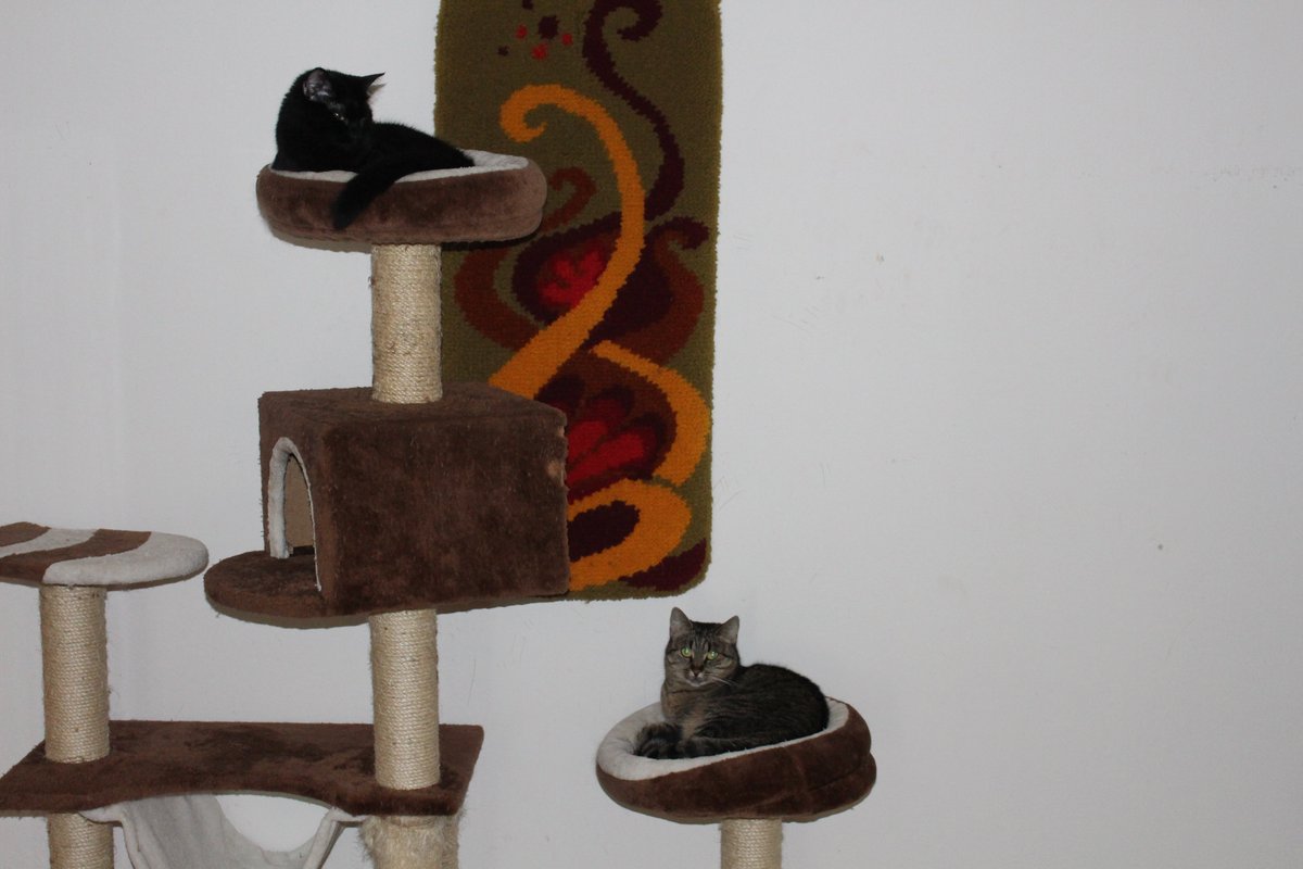 fencka's tweet photo. I finally managed to get my hands on a decent camera to take some more pictures of my cats. I'll be posting them during next week. https://t.co/Bp2dWOgPLX