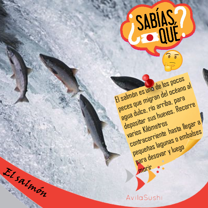 AvilaSushi's tweet photo. #SabiasQue El salmón al ser rico en omega 3, combate la presión arterial alta para disminuir la probabilidad de ataques cardíacos? 🐟❤️ En AvilaSushi somos tu opción en Sushi a domicilio en Lomas del Avila y Palo Verde. Contáctanos vía Whatsapp! 📲 https://t.co/SSAvpdaoqc
