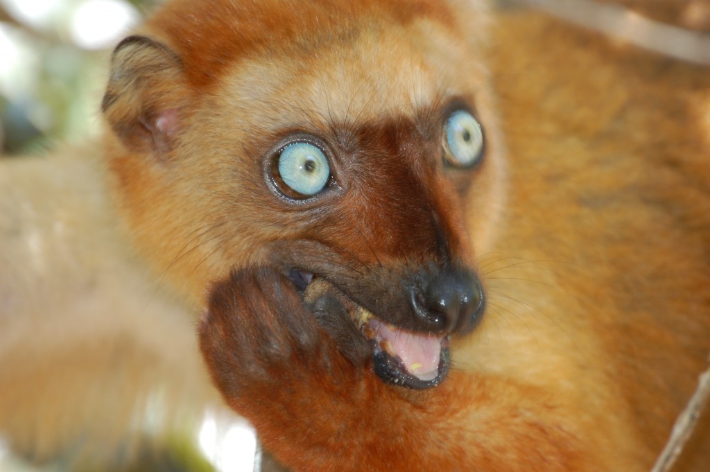 Lemur Conservation Network tweet media
