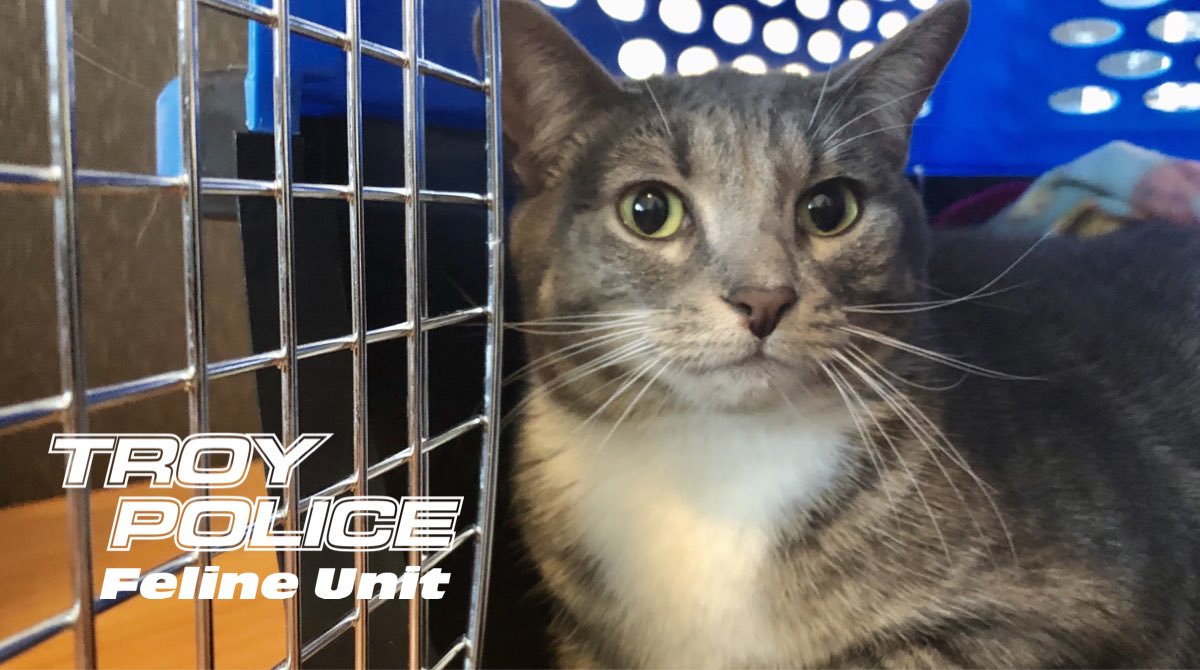 TroyMI_Police's tweet photo. Have a great Supurr Bowl Sunday. No drinking and driving — don’t disappoint Pawfficer Donut. #DriveSober 🏈 https://t.co/dZRZ7fuPli