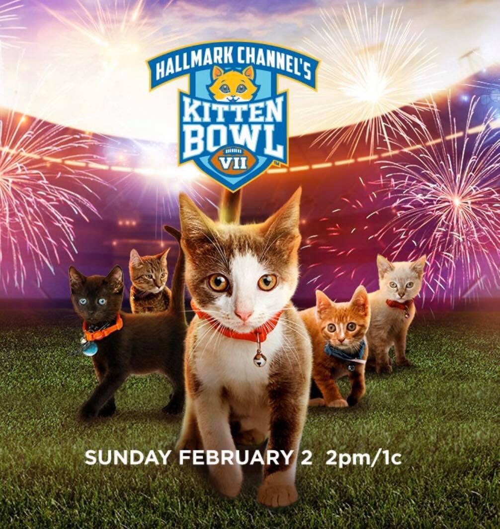 breakfastgang's tweet photo. @GoldenKnights #Kittenbowl and #PuppyBowl and ice cream 😁 https://t.co/c9pwzuBmmf