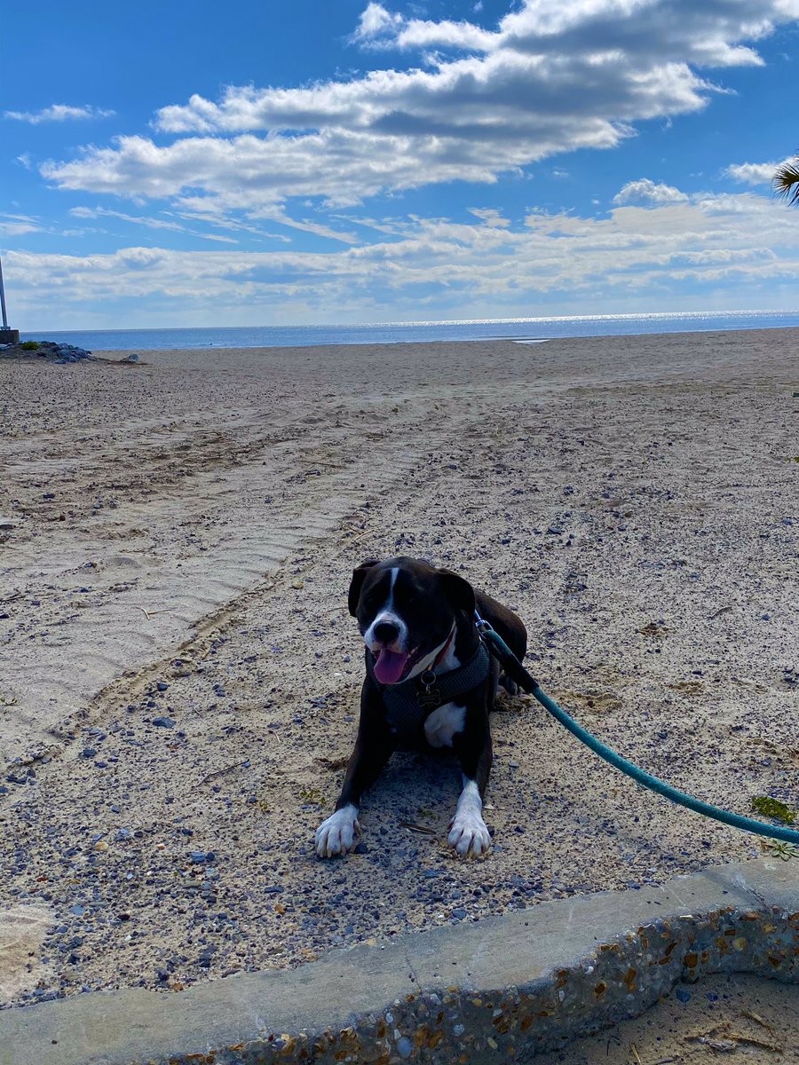 ChefKevinBelton's tweet photo. Cookie Monster living her best life! #weekend #cookiemonster #exercise #herwalk #family @LASPCA https://t.co/0wyFBMKFzT